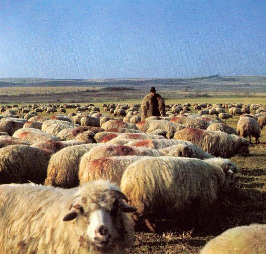 shepherd-and-flock1